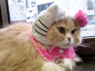 Illustration for article titled Japan's Hello Kitty Cat Humiliation System